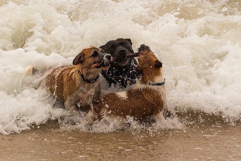 3 dogs 1 stick2.jpg